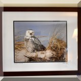 A37. Signed Sandy Selesky snowy owl photograph. Frame: 18”h x 22”w 